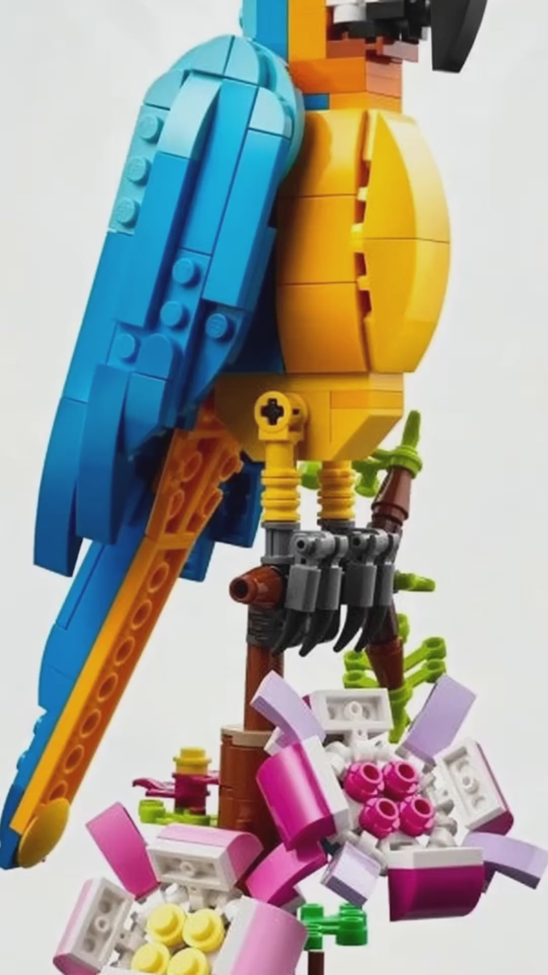 31136 animated
