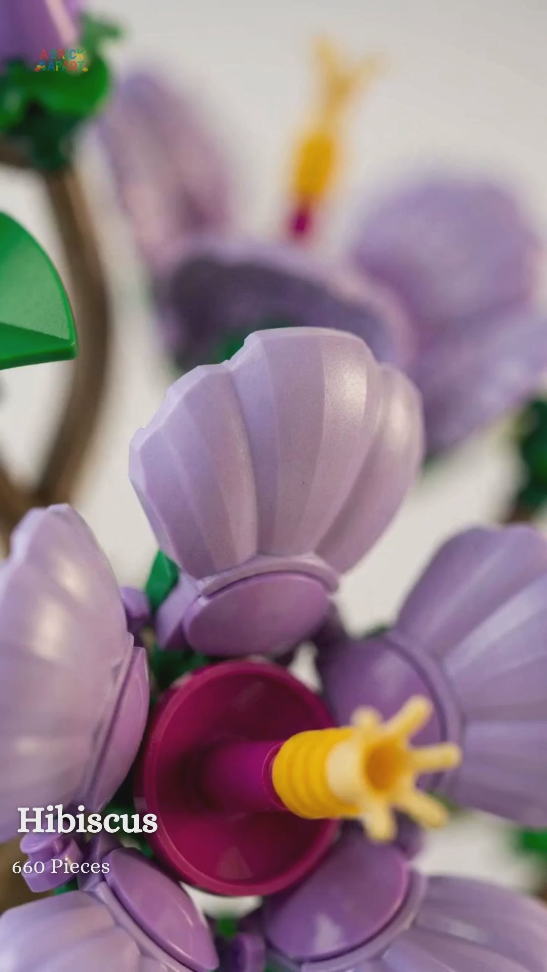 10372 Hibiscus Animation